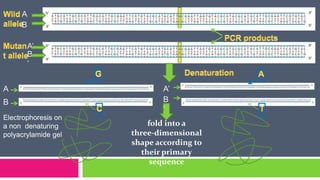 Single Nucleotide Polymorphism (SNP) | PPTX