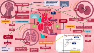 Activación del SNS
↓Sístole
↓GC
↓Diástole
↓FG
Activación del
SRAA
↑ADH
↑R.Na+
Retención de líquidos
A. Barorreceptores
Taquicardia
Vasoconstricción
↑RP
↑CONTRACTIBILIDAD
↑Postcarga
↑VTD
↑VES
Edema
Pulmonar
↑VES
↑GC
Cansancio,
astenia,
debilidad,
frialdad EE
↑Precarga
Mec. Compensación
Hipertrofia
Bombeo
deficiente
↑Pmv
↑P. Arteria P
Acumulo de S.
en las venas P.
↑GC
Alveolar
• Disnea
• Ortopnea, DPN
• Crepitantes
ID
“congestión
pulmonar”
“congestión
venosa
sistémica”
↓GC
• Hepato-esplenomegalia
• Ingurgitación yugular
• Cirrosis cardiaca
• Ascitis, edema EI
Dilatación
Hipertrofi
a
EDEMA
 