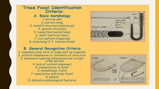 Ichnology,classification & significance of trace fossil