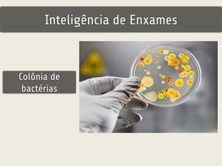 Inteligência de Enxames 
Colônia de 
bactérias 
 