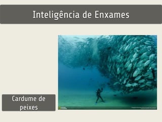 Inteligência de Enxames 
Cardume de 
peixes 
 