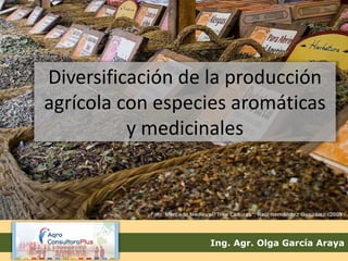 Diversificación de la producción 
agrícola con especies aromáticas 
y medicinales 
Ing. Agr. Olga García Araya 
 