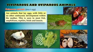 Oviparous Development ICA_9B Reproduction_In_Animals.pptx