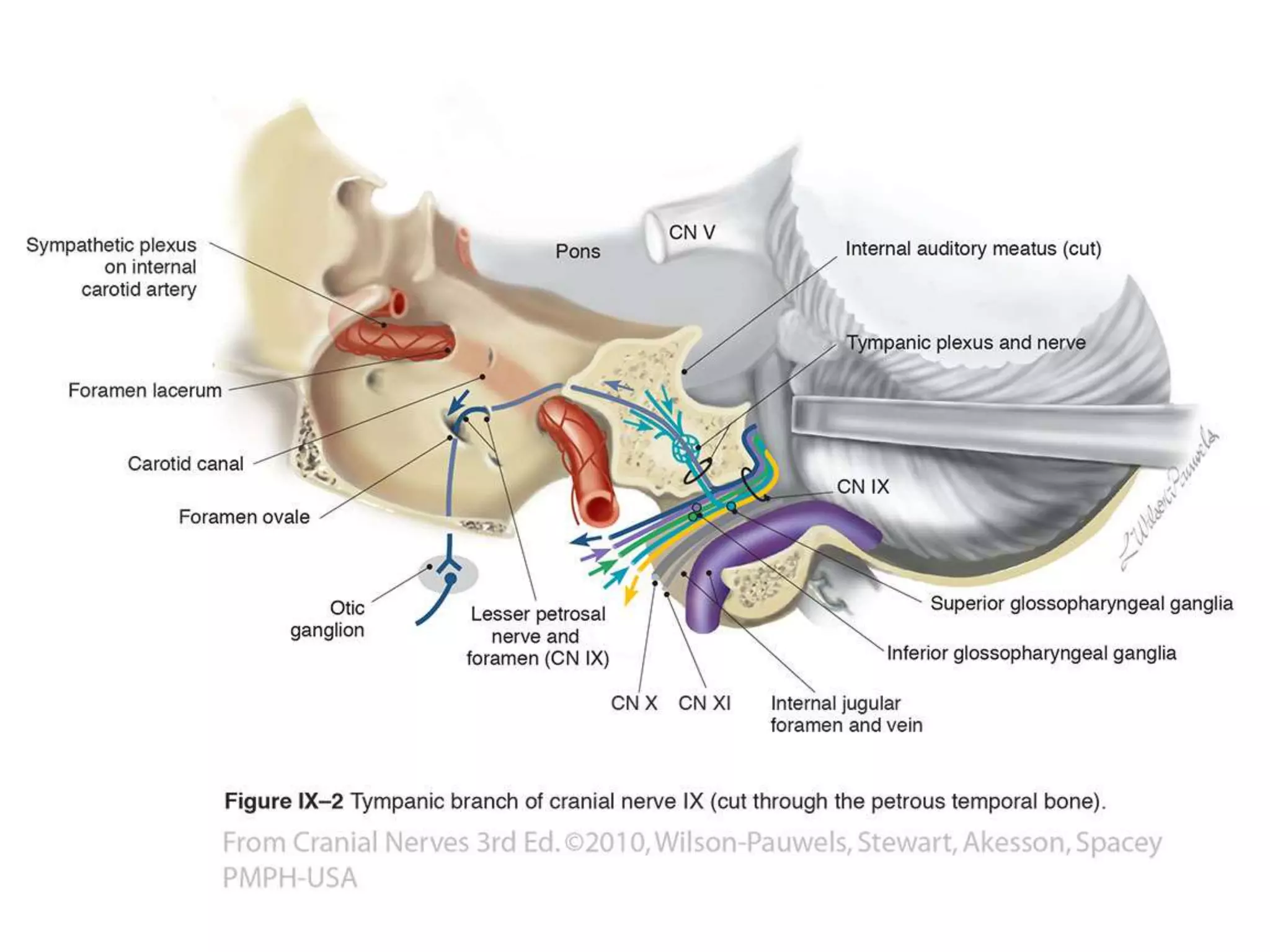 ICA anatomy | PPTX