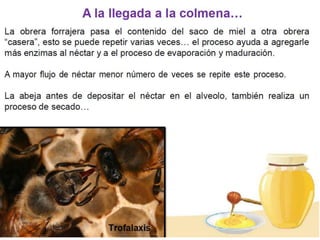 ICA_apicultura_19-05-2023.pptx