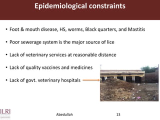 Dairy value chains in Pakistan: Stakeholders’ involvement and constraints analysis