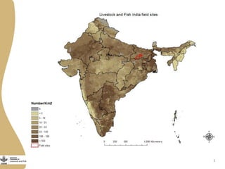 Issues in the development of dairy value chains in rural India