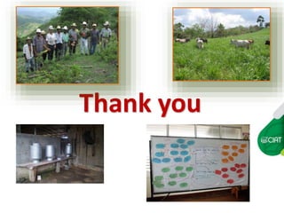 Carbon insetting in the dual purpose cattle value chain in Nicaragua