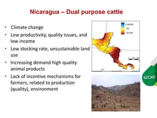 Carbon insetting in the dual purpose cattle value chain in Nicaragua