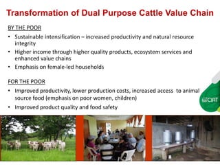 Carbon insetting in the dual purpose cattle value chain in Nicaragua