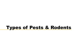 Types of Pests & Rodents
 