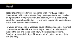 Yeast
Living Organisms
Yeasts are single-celled microorganisms, with over 1,500 species
documented, which are a form of fungi. Some yeasts are used safely as
an ingredient in food preparation. For example, yeast is a leavening
agent that causes bread to rise. It is also used to promote fermentation
in the production of beer and wine.
However, some species of yeast can cause infection in people; the most
common is Candida albicans, according to the CDC. Candida usually
lives on the skin and inside the body without causing problems.
Candida can cause infections if it grows out of control or enters deep
into the body.
 