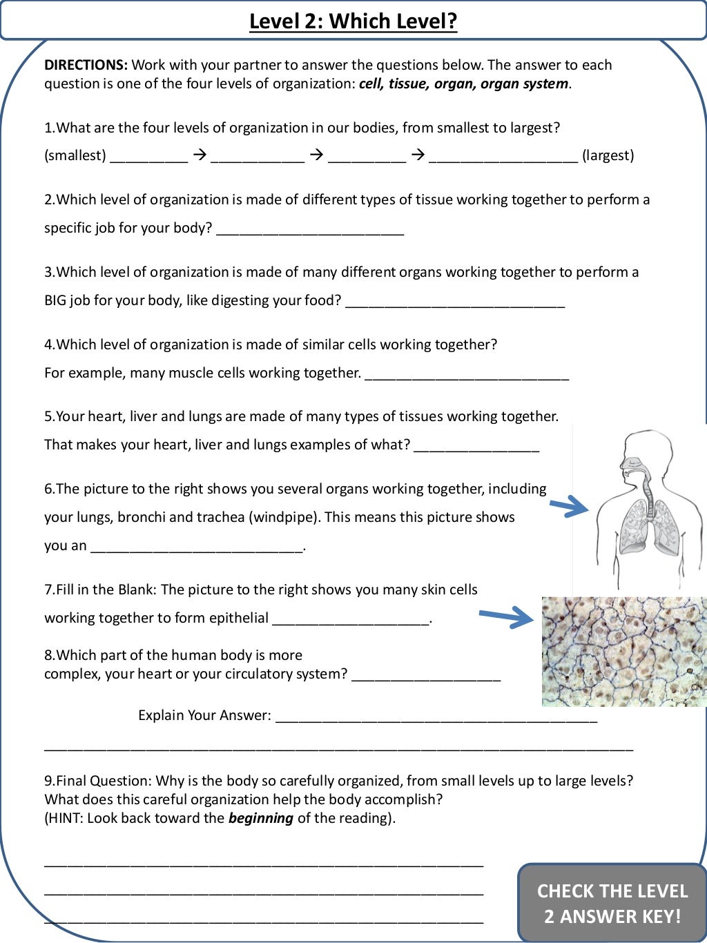 levels of organization essay questions