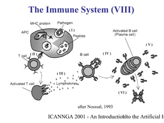 ICANNGA 2001 - An Introduction to the Artificial Im11
The Immune System (VIII)
after Nosssal, 1993
 