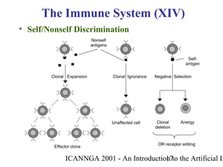 ICANNGA 2001 - An Introduction to the Artificial Im17
• Self/Nonself Discrimination
The Immune System (XIV)
Clonal
deletion
AnergyUnaffected cell
Clonal Expansion Negative SelectionClonal Ignorance
Effector clone
Self-
antigen
OR receptor editing
Nonself
antigens
 