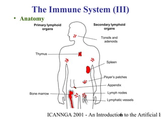 ICANNGA 2001 - An Introduction to the Artificial Im6
• Anatomy
The Immune System (III)
Lymphatic vessels
Lymph nodes
Thymus
Spleen
Tonsils and
adenoids
Bone marrow
Appendix
Peyer’s patches
Primary lymphoid
organs
Secondary lymphoid
organs
 