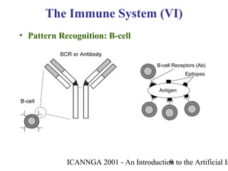 ICANNGA 2001 - An Introduction to the Artificial Im9
• Pattern Recognition: B-cell
The Immune System (VI)
Epitopes
B-cell Receptors (Ab)
Antigen
• Pattern Recognition: B-cell
 