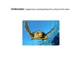 Underwater: happening or existing below the surface of the water
 