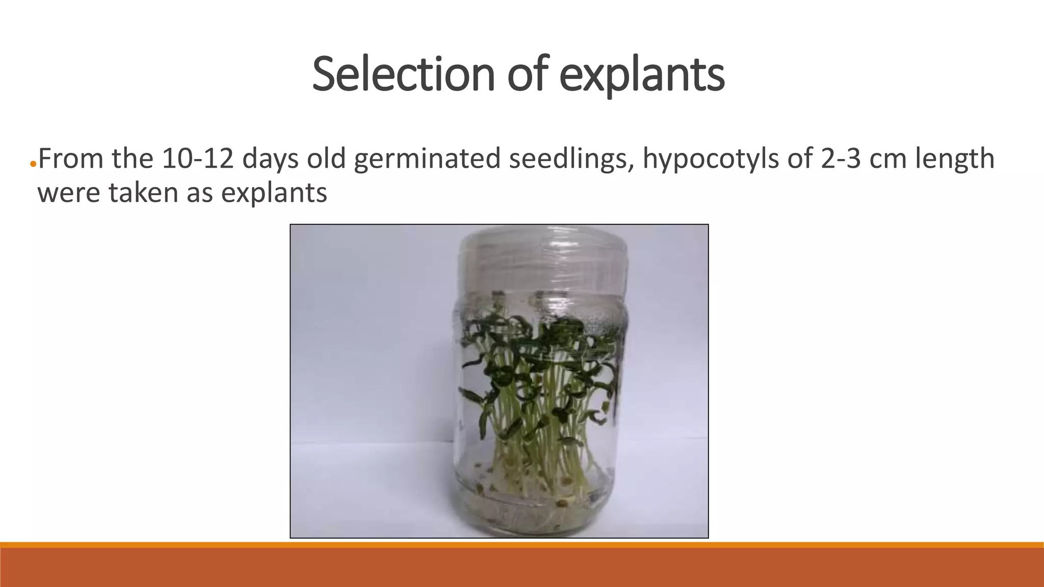 Selection of explants
●From the 10-12 days old germinated seedlings, hypocotyls of 2-3 cm length
were taken as explants
 