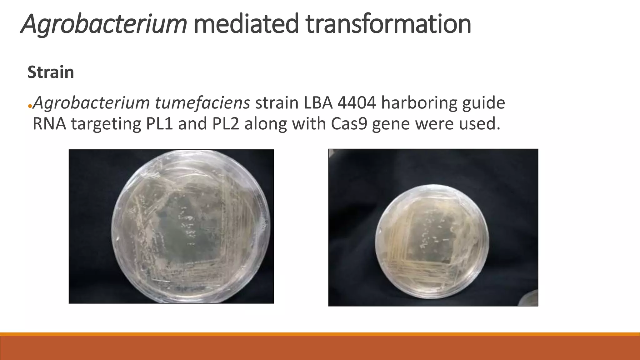 Agrobacterium mediated transformation
Strain
●Agrobacterium tumefaciens strain LBA 4404 harboring guide
RNA targeting PL1 and PL2 along with Cas9 gene were used.
 