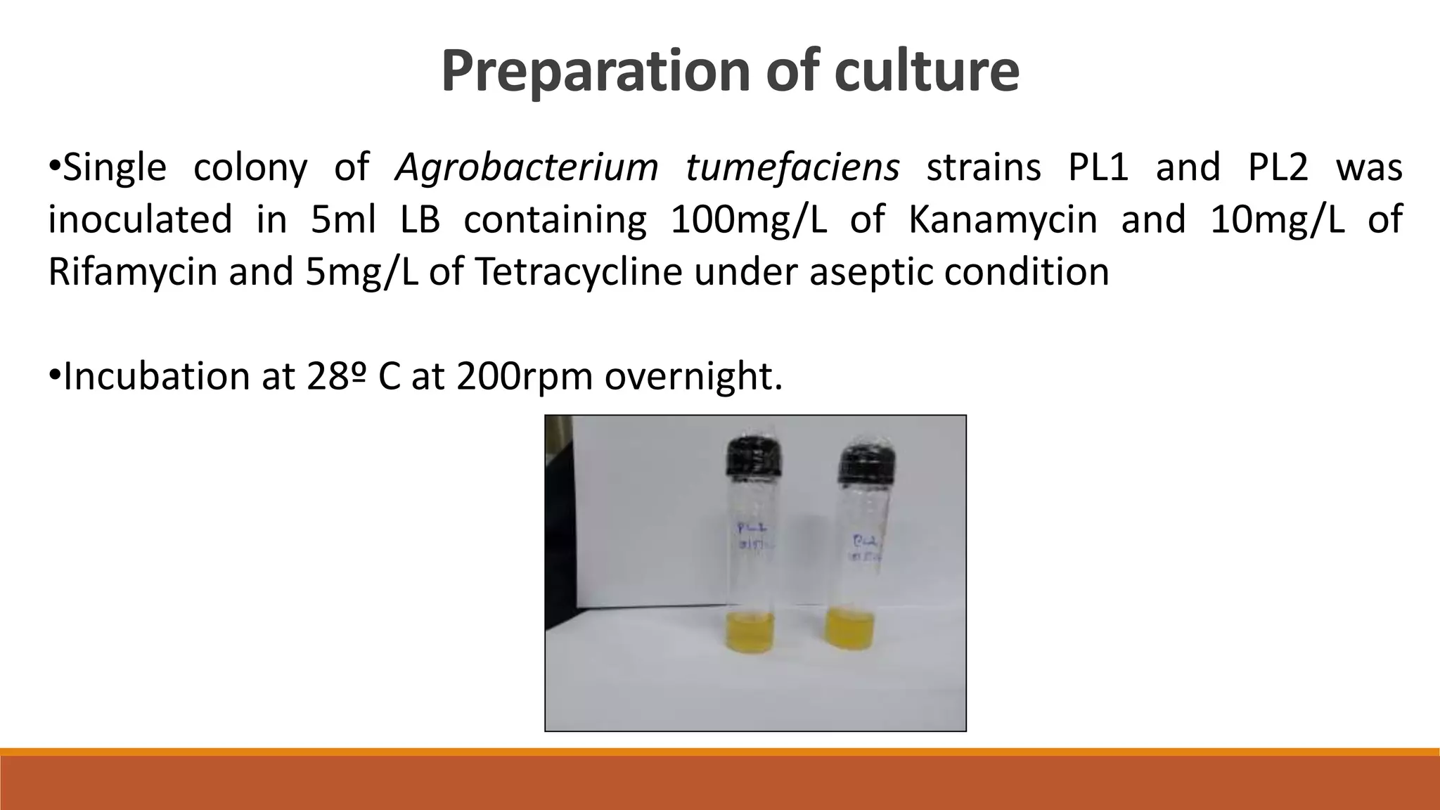 Preparation of culture
•Single colony of Agrobacterium tumefaciens strains PL1 and PL2 was
inoculated in 5ml LB containing 100mg/L of Kanamycin and 10mg/L of
Rifamycin and 5mg/L of Tetracycline under aseptic condition
•Incubation at 28º C at 200rpm overnight.
 