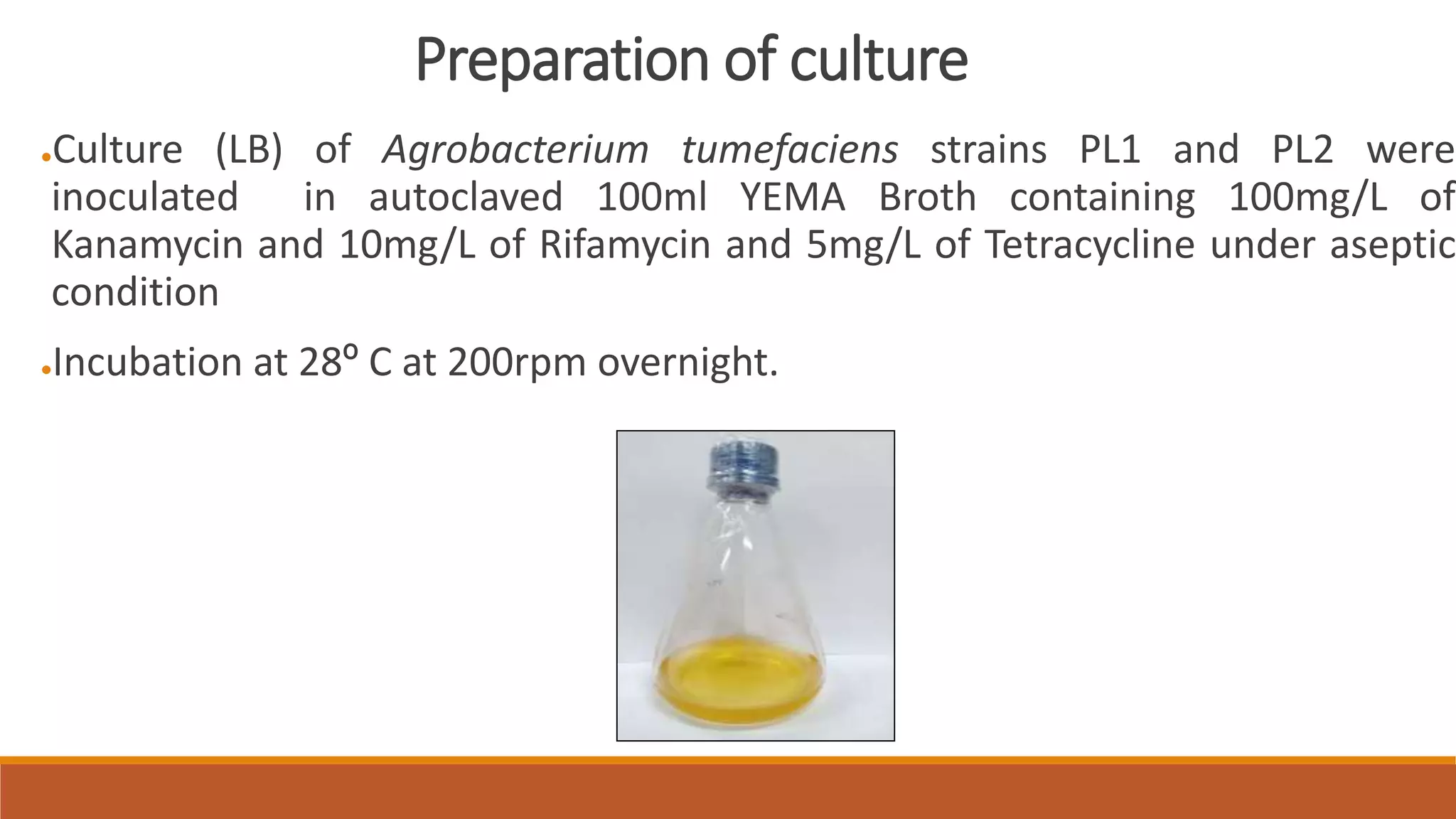 Preparation of culture
●Culture (LB) of Agrobacterium tumefaciens strains PL1 and PL2 were
inoculated in autoclaved 100ml YEMA Broth containing 100mg/L of
Kanamycin and 10mg/L of Rifamycin and 5mg/L of Tetracycline under aseptic
condition
●Incubation at 28º C at 200rpm overnight.
 