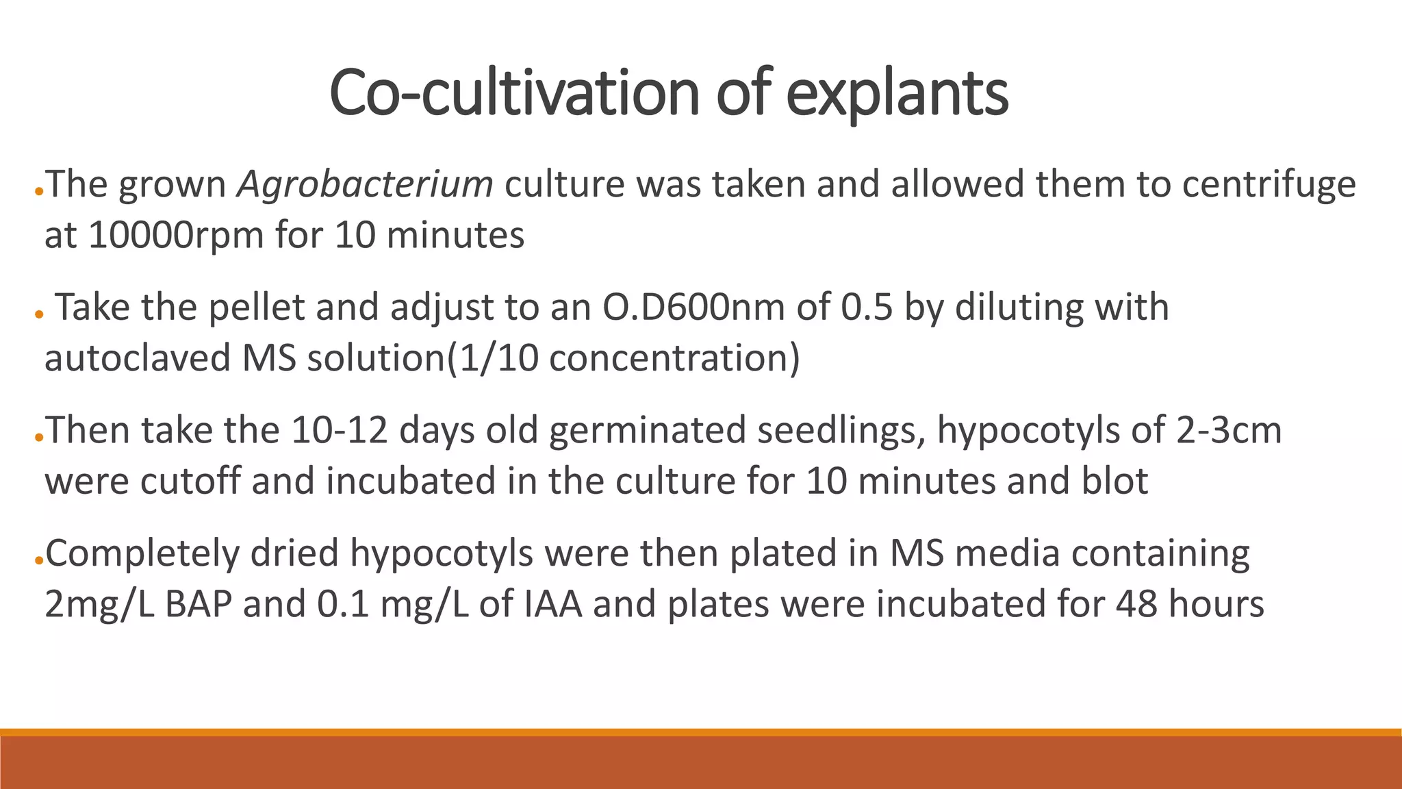 Co-cultivation of explants
●The grown Agrobacterium culture was taken and allowed them to centrifuge
at 10000rpm for 10 minutes
● Take the pellet and adjust to an O.D600nm of 0.5 by diluting with
autoclaved MS solution(1/10 concentration)
●Then take the 10-12 days old germinated seedlings, hypocotyls of 2-3cm
were cutoff and incubated in the culture for 10 minutes and blot
●Completely dried hypocotyls were then plated in MS media containing
2mg/L BAP and 0.1 mg/L of IAA and plates were incubated for 48 hours
 