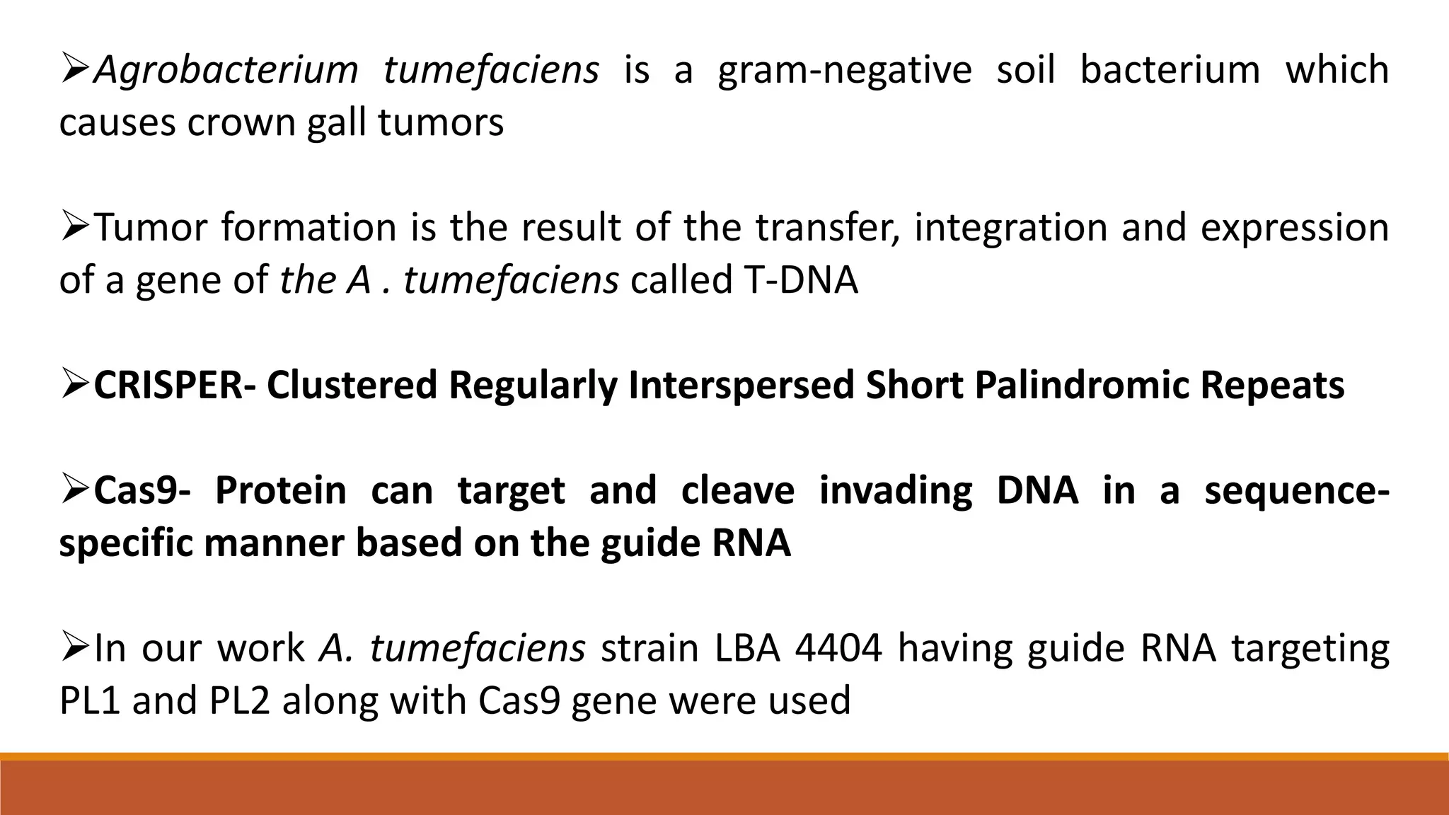Agrobacterium tumefaciens is a gram-negative soil bacterium which
causes crown gall tumors
Tumor formation is the result of the transfer, integration and expression
of a gene of the A . tumefaciens called T-DNA
CRISPER- Clustered Regularly Interspersed Short Palindromic Repeats
Cas9- Protein can target and cleave invading DNA in a sequence-
specific manner based on the guide RNA
In our work A. tumefaciens strain LBA 4404 having guide RNA targeting
PL1 and PL2 along with Cas9 gene were used
 