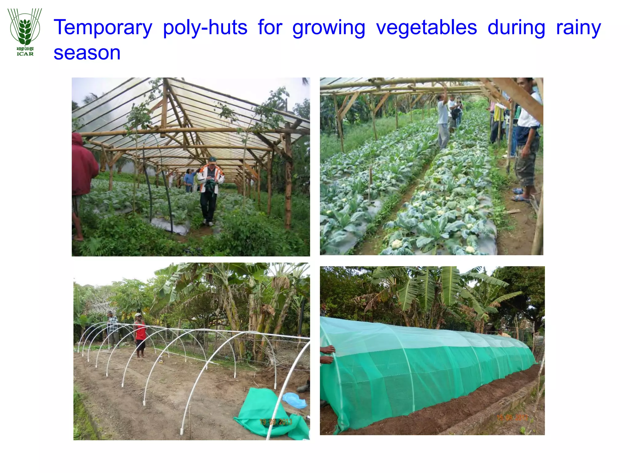 Temporary poly-huts for growing vegetables during rainy
season
 