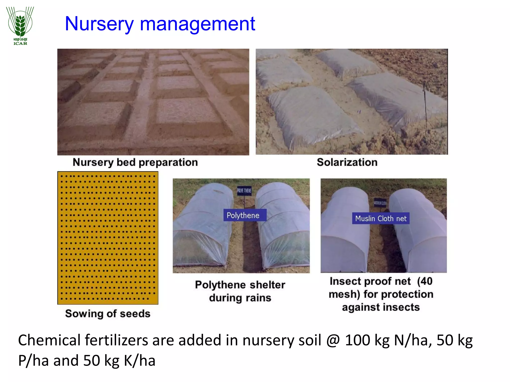 Nursery management
Chemical fertilizers are added in nursery soil @ 100 kg N/ha, 50 kg
P/ha and 50 kg K/ha
 