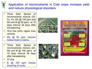 Application of micronutrients in Cole crops increase yield
and reduce physiological disorders
 Three foliar Sprays of
micronutrients mixture (Zn,
Cu, Fe, Mn @ 100 ppm and
Mo and B @ 50 ppm) at 10
days interval 30 days after
transplanting
 76.6 t/ha (44% higher than
control).
 Mo @ 50 ppm reduces
hollow heart in stems.
 Three foliar Sprays of
micronutrients mixture (Zn,
Mo and B @ 100 ppm) at
10 days interval 30 days
after transplanting
 37 t/ha
 B @ 100 ppm checks
browning of curds.
 