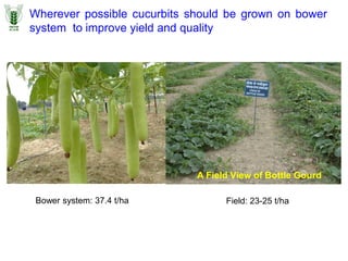 Wherever possible cucurbits should be grown on bower
system to improve yield and quality
A Field View of Bottle Gourd
Bower system: 37.4 t/ha Field: 23-25 t/ha
 