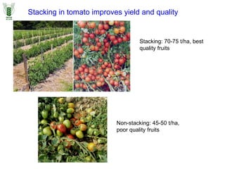 Stacking in tomato improves yield and quality
Stacking: 70-75 t/ha, best
quality fruits
Non-stacking: 45-50 t/ha,
poor quality fruits
 