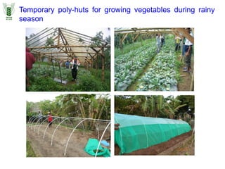Temporary poly-huts for growing vegetables during rainy
season
 