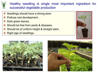 Healthy seedling is single most important ingredient for
successful vegetable production
 Seedlings should have a strong stem
 Profuse root development .
 Dark green leaves.
 Should be free from pests & diseases.
 Should be of uniform height & straight stem.
 Right age of seedlings .
 