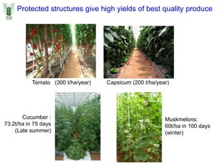 Tomato (300 t/ha/year) Capsicum (200 t/ha/year)
Muskmelons:
60t/ha in 100 days
(winter)
Cucumber :
73.2t/ha in 75 days
(Late summer)
Protected structures give high yields of best quality produce
 