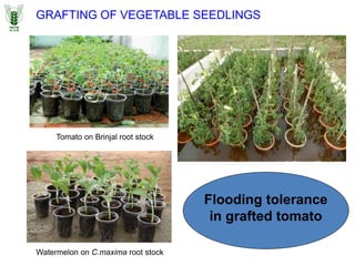 Flooding tolerance
in grafted tomato
6 Days Flooding
GRAFTING OF VEGETABLE SEEDLINGS
Watermelon on C.maxima root stock
Tomato on Brinjal root stock
 