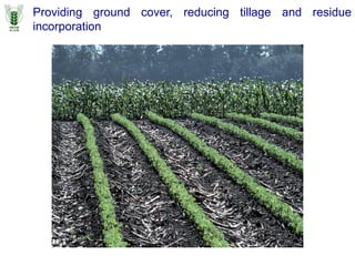 Providing ground cover, reducing tillage and residue
incorporation
 