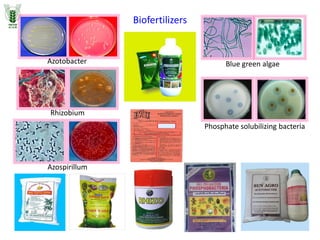Rhizobium
Azotobacter
Phosphate solubilizing bacteria
Blue green algae
Azospirillum
Biofertilizers
 