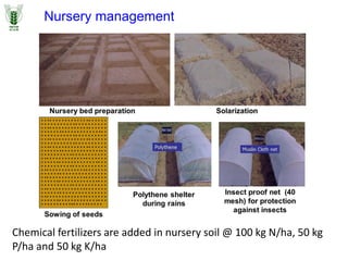 Nursery management
Chemical fertilizers are added in nursery soil @ 100 kg N/ha, 50 kg
P/ha and 50 kg K/ha
 