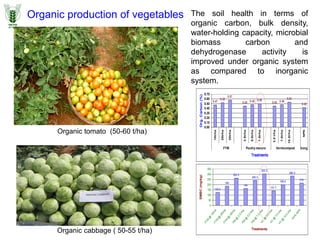 Organic production of vegetables
0.47
0.52
0.57
0.45 0.48 0.50
0.45 0.48
0.53
0.42
0.00
0.10
0.20
0.30
0.40
0.50
0.60
0.70
10t/ha
20t/ha
30t/ha
2.5t/ha
5.0t/ha
7.5t/ha
3.5
t/ha
7.0t/ha
10.5t/ha
NPK
FYM Poultry manure Vermicompost Inorg.
Treatments
Org.
Carbon
(%)
125.5
185
263.3
164
240.3
303.3
141.7
199.5
282.3
215
0
50
100
150
200
250
300
350
F
Y
M
@
1
0
t
/
h
a
F
Y
M
@
2
0
t
/
h
a
F
Y
M
@
3
0
t
/
h
a
P
M
@
2
.
5
t
/
h
a
P
M
@
5
.
0
t
/
h
a
P
M
@
7
.
5
t
/
h
a
V
C
@
3
.
5
t
/
h
a
V
C
@
7
.
0
t
/
h
a
V
C
@
1
0
.
5
t
/
h
a
1
0
0
%
N
P
K
Treatments
SMBC
(mg/kg)
Organic cabbage ( 50-55 t/ha)
Organic tomato (50-60 t/ha)
The soil health in terms of
organic carbon, bulk density,
water-holding capacity, microbial
biomass carbon and
dehydrogenase activity is
improved under organic system
as compared to inorganic
system.
 