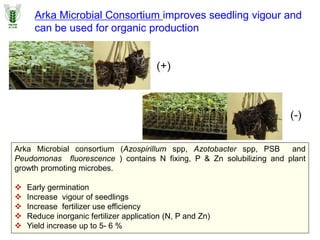 Arka Microbial Consortium improves seedling vigour and
can be used for organic production
Arka Microbial consortium (Azospirillum spp, Azotobacter spp, PSB and
Peudomonas fluorescence ) contains N fixing, P & Zn solubilizing and plant
growth promoting microbes.
 Early germination
 Increase vigour of seedlings
 Increase fertilizer use efficiency
 Reduce inorganic fertilizer application (N, P and Zn)
 Yield increase up to 5- 6 %
 