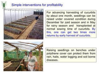 Simple interventions for profitability
For advancing harvesting of cucurbits
by about one month, seedlings can be
raised under covered condition during
December for zaid season and in May
for rainy season and transplanted at
normal sowing time of cucurbits. By
this, one can get two times more
returns by early harvest of cucurbits.
Raising seedlings on benches under
polythene cover can protect them from
rain, hails, water logging and soil borne
diseases.
 