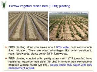 Furrow irrigated raised bed (FIRB) planting
 FIRB planting alone can saves about 36% water over conventional
flood irrigation. There are other advantages like better aeration to
roots, less weeds, plants do not fall in furrows etc.
 FIRB planting coupled with paddy straw mulch (7.5 tones/ha) have
registered maximum fruit yield (45 t/ha) in tomato than conventional
irrigation without mulch (29 t/ha). Saves about 45% water with 55%
enhancement in yield.
 