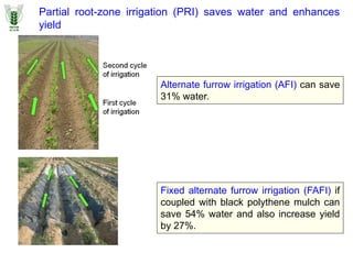 Partial root-zone irrigation (PRI) saves water and enhances
yield
Alternate furrow irrigation (AFI) can save
31% water.
Fixed alternate furrow irrigation (FAFI) if
coupled with black polythene mulch can
save 54% water and also increase yield
by 27%.
 