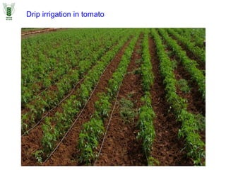 Drip irrigation in tomato
 