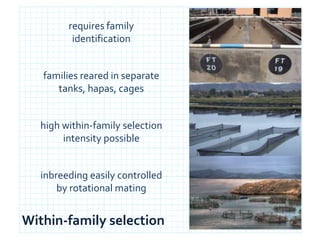 Fish Inbreeding Selective breeding in fish and conservation of genetic resources for ...