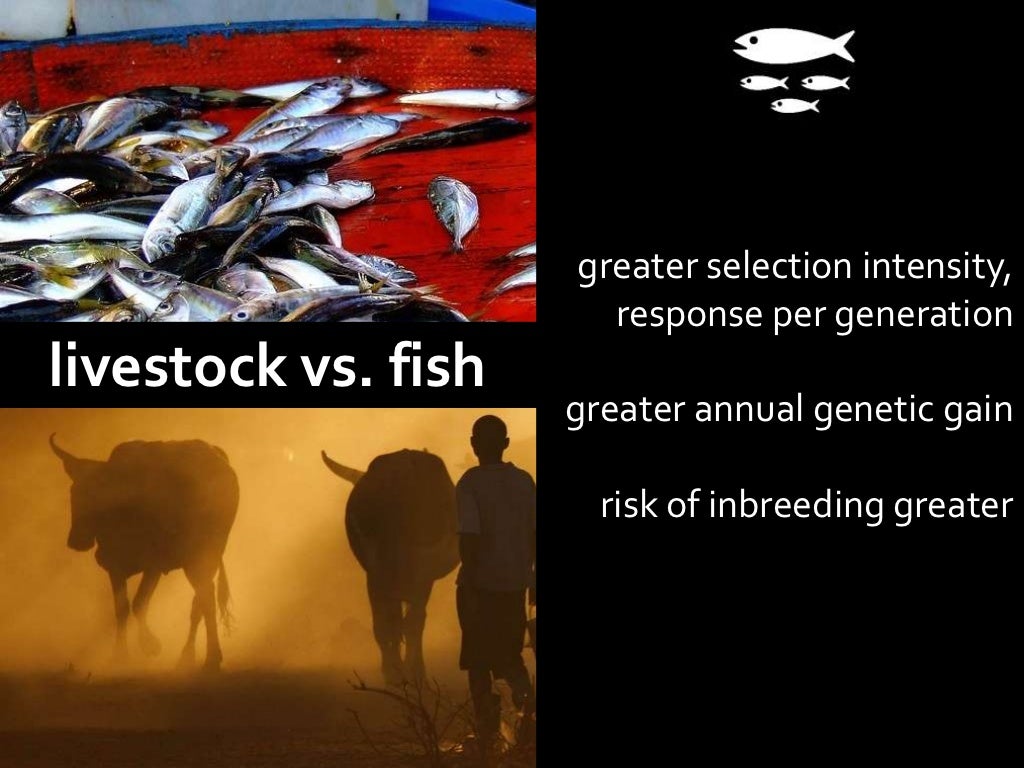 Selective breeding in fish and conservation of resources for