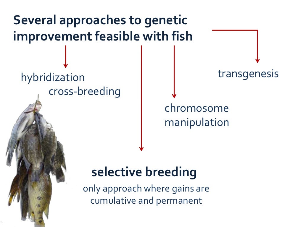 Selective breeding in fish and conservation of resources for
