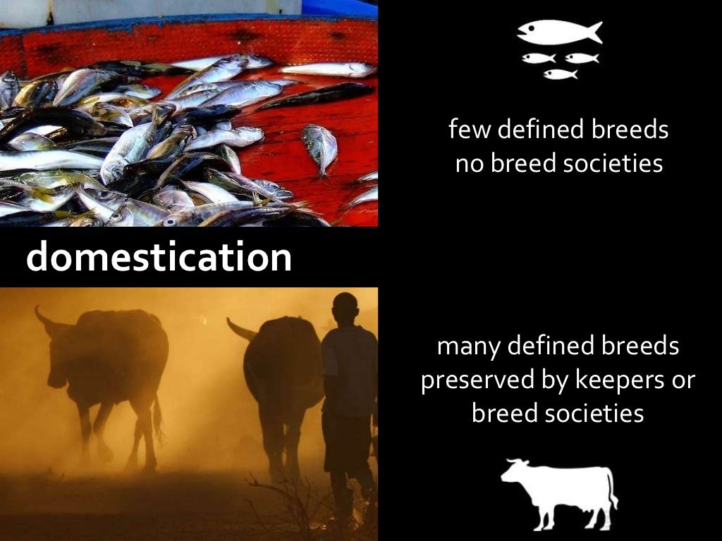 few defined breeds no breed